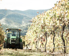 Logan Wines - Northern Rivers Accommodation 5