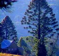 Bunya Mountains National Park