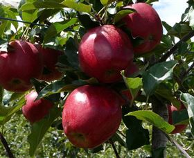 Wilgro Orchards - Northern Rivers Accommodation 3