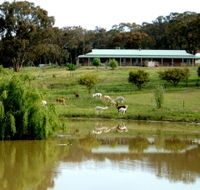 Clearview Alpacas - Northern Rivers Accommodation