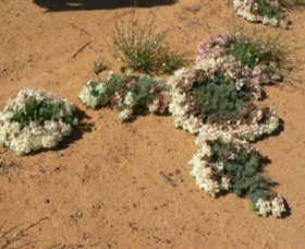 Coorow Wreath Flowers - Northern Rivers Accommodation 0