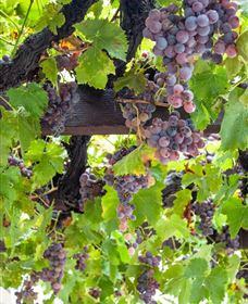  Murrumbateman Winery Company Pty Ltd  - Northern Rivers Accommodation 0