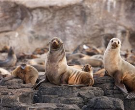 Phillip Island Nature Parks - Northern Rivers Accommodation 1