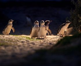 Phillip Island Nature Parks - Northern Rivers Accommodation 0