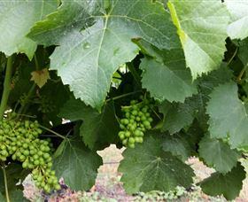 Kerralee Wines - Northern Rivers Accommodation 1