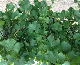 Jeir Creek Wines - Northern Rivers Accommodation 2