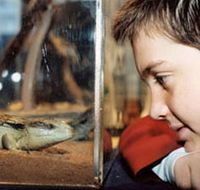 Canberra Reptile Zoo - Northern Rivers Accommodation