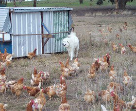 Northside Farmers Market - Northern Rivers Accommodation 1