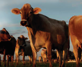 Hunter Belle Cheese - Northern Rivers Accommodation 2