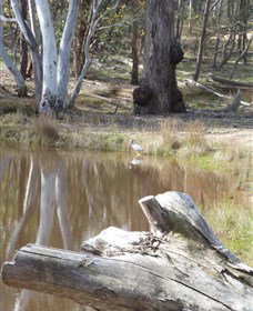 Mulligans Flat - Northern Rivers Accommodation 0