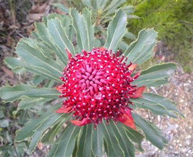 All Sydney Touring - Northern Rivers Accommodation 4