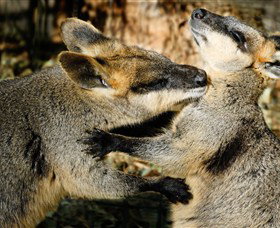 All Sydney Touring - Northern Rivers Accommodation 5