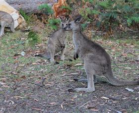 East Coast Adventure Bus - Northern Rivers Accommodation 4
