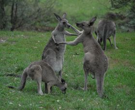 Sydney Private Guided Tours - Northern Rivers Accommodation 3