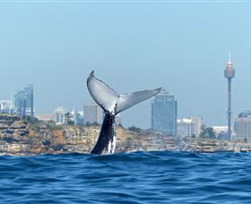 Oz Whale Watching - Northern Rivers Accommodation 0