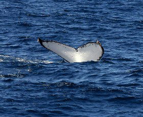 Oz Whale Watching - Northern Rivers Accommodation 2