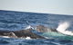 Oz Whale Watching - thumb 3