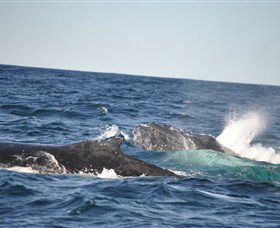 Oz Whale Watching - Northern Rivers Accommodation 3