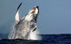 Oz Whale Watching - thumb 1