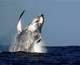 Oz Whale Watching - Northern Rivers Accommodation 1