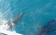 Oz Whale Watching - thumb 4