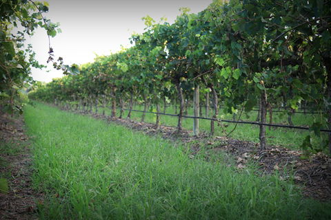 Bunnamagoo Wines - Northern Rivers Accommodation 2