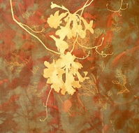 Fellia Melas Gallery - Northern Rivers Accommodation