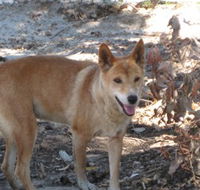 Cohunu Koala Park - Northern Rivers Accommodation