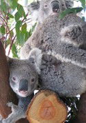 Cohunu Koala Park - Northern Rivers Accommodation 1