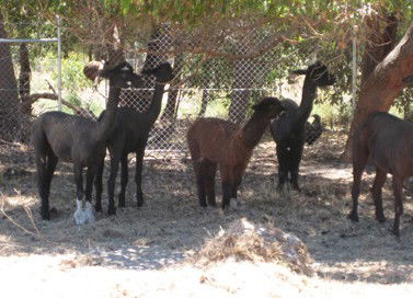 Cohunu Koala Park - Northern Rivers Accommodation 2