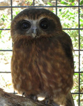 Cohunu Koala Park - Northern Rivers Accommodation 3