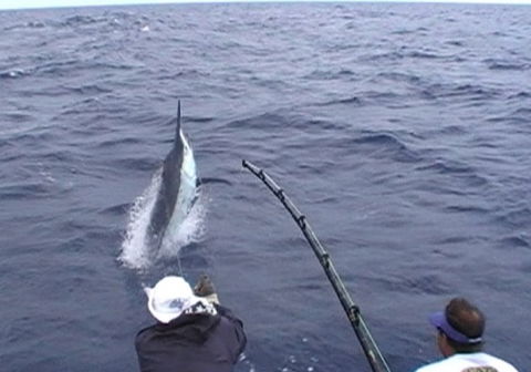 Amokura Charters - Northern Rivers Accommodation 0
