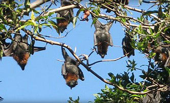 Blackbutt Reserve - Northern Rivers Accommodation 1