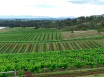 Hunter Vineyard Tours - Northern Rivers Accommodation 2