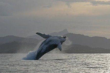 Byron Bay Whale Watching - Northern Rivers Accommodation 1