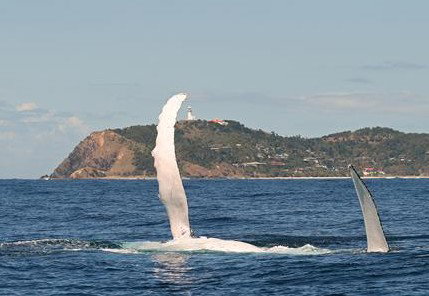 Byron Bay Whale Watching - Northern Rivers Accommodation 3