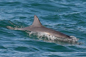Byron Bay Dolphin Wildlife Tours - Northern Rivers Accommodation 0