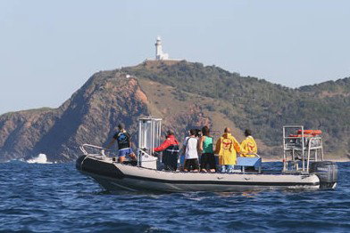 Byron Bay Dolphin Wildlife Tours - Northern Rivers Accommodation 1