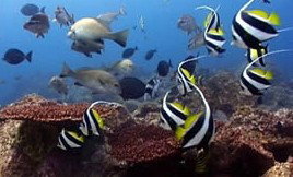 Byron Bay Dolphin Wildlife Tours - Northern Rivers Accommodation 3