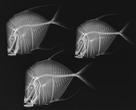 X-Ray Vision: Fish Inside Out - Northern Rivers Accommodation 0