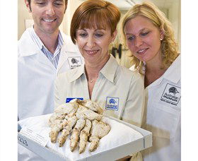 Behind The Scenes Tours At Australian Museum - Northern Rivers Accommodation 1