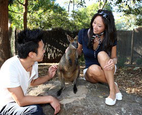 VIP Aussie Gold - Northern Rivers Accommodation 0