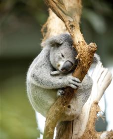 VIP Aussie Gold - Northern Rivers Accommodation 1