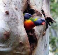 Cumberland State Forest - Northern Rivers Accommodation