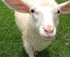 Golden Ridge Animal Farm - Northern Rivers Accommodation 0