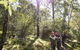 TreeTop Safari - thumb 4