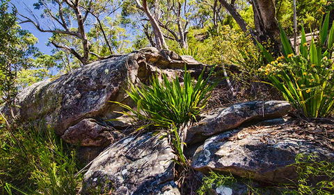 Canoelands Ridge Walking Track - Northern Rivers Accommodation 1