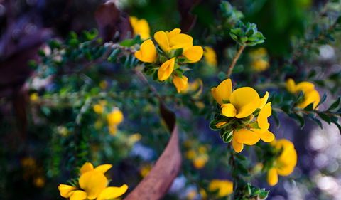 Canoelands Ridge Walking Track - Northern Rivers Accommodation 2