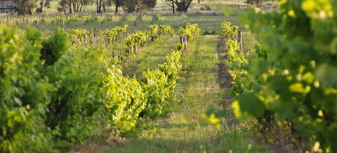 Bell River Estate Winery - Northern Rivers Accommodation 3