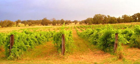 Bell River Estate Winery - Northern Rivers Accommodation 7